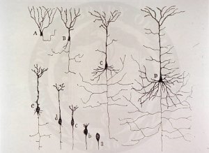 Neuroni cerebrali